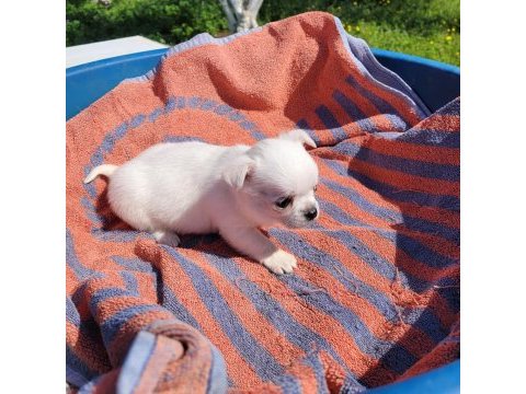 Mükemmel teacup chihuahua erkek yavru