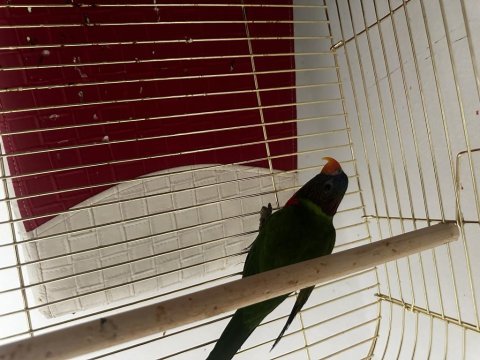 Mükemmel yavru gökkuşağı lori