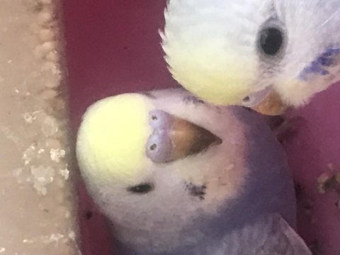 20 günlük yavru reinbow muhabbet kuşları