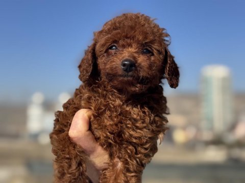 Yasal ruhsatlı çiftlilde ziyarete açık toy poodle 