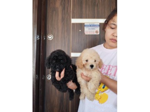 Maltipoo bebek yüzlü yavrularımız hazırlar