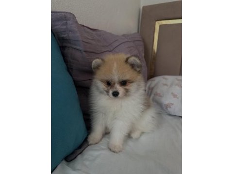2 aylık pomeranian boo