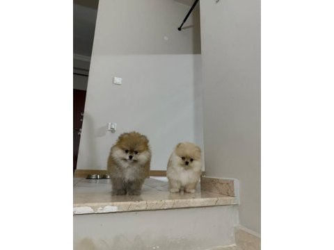 Ayı surat garantili scrli pomeranian yavrularım