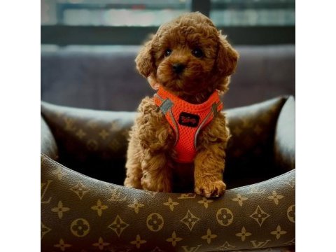 Red toy poodle mağazamızdan sizlere