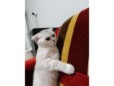 Dişi sultan kedimize erkek aday arıyoruz