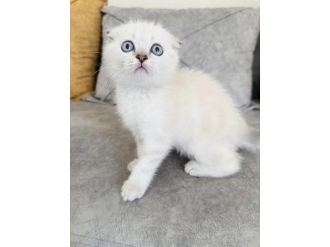 Show kalite scottish fold yavrularım