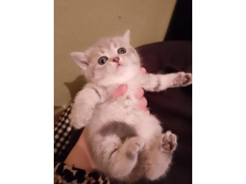 Sevimli british shorthair yavrumuz teslime hazır