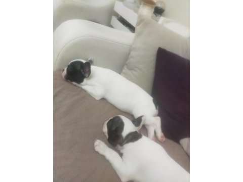 Son kalite french bulldog yavrular