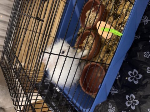 3 aylık evcil teddy lop tavşan