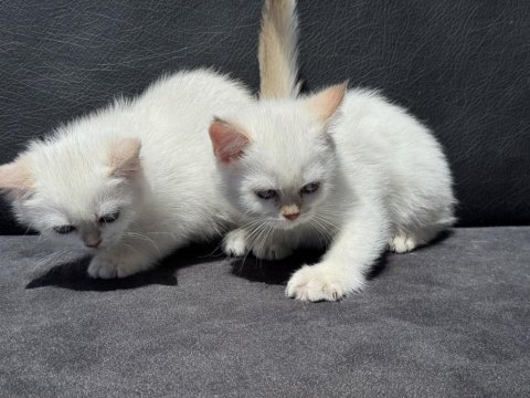 Çok özel beyaz mavi gözlü british shorthair ler