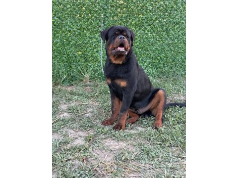 A şecereli üst düzey kaliteli genç rottweiler