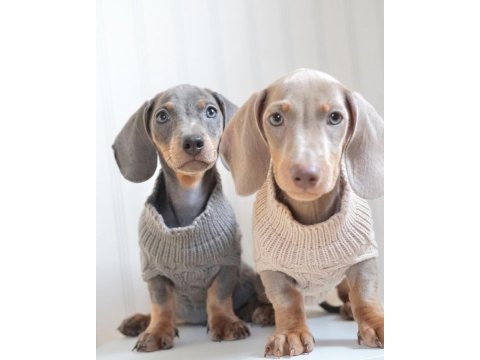Exotic dachshund yavruları 