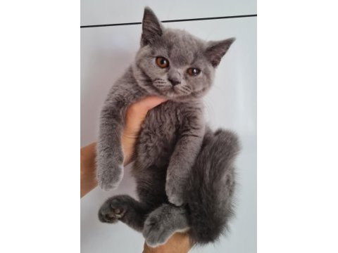 British shorthair yavrular 3,5 aylık