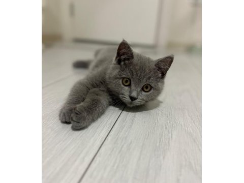 2.5 aylık safkan british shorthair yavrusu