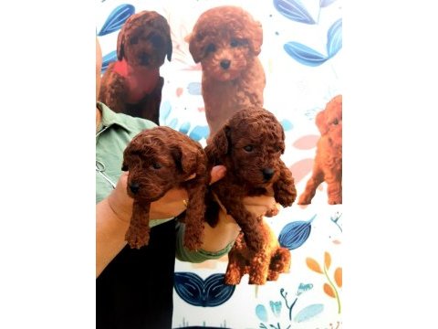 Toy poodle yavrularımız ruhsatlı çiftliğimizden
