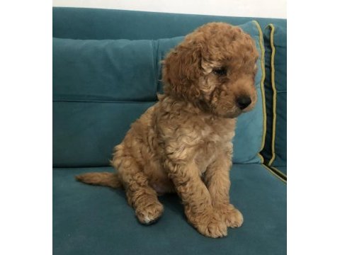 Harika toy poodle