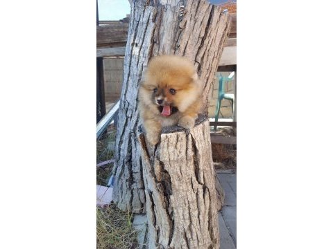 Mükemmel kalitede pomeranian yavrular
