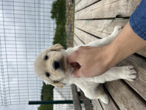 Baby face safkan golden retriever yavrular