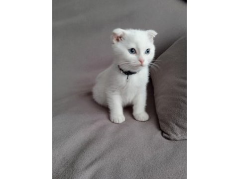 Scottish fold yavrularımız yeni sahibini arıyor