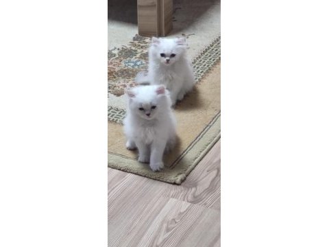 65 günlük mavi gözlü british longhair
