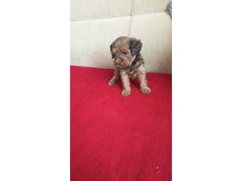 Maltipoo yavruları