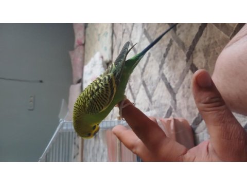 Konuşan muhabbet kusu