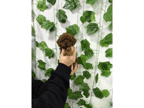 Kore kan red brown toy poodle dişi erkek yavrular