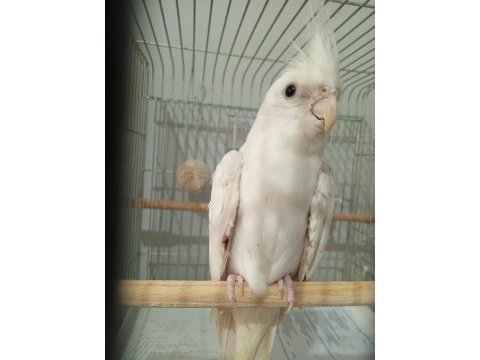 6 aylık erkek sultan papağanı
