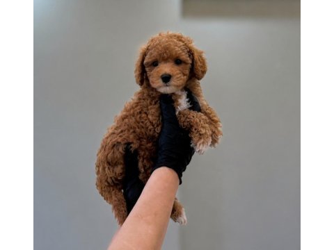 Premium güzellik toy poodle