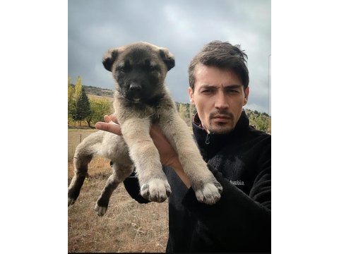 Kaliteli kangal yavruları