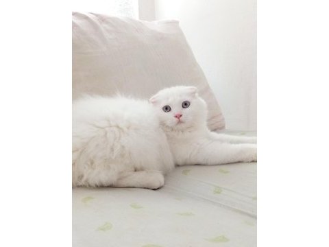 Uyguna brittish longhair acil 6 aylık erkek