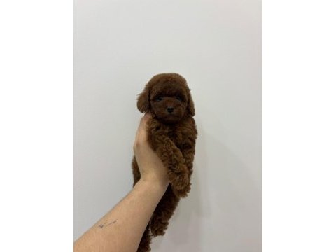 Kore kan ırk ve sağlık garantili aşılı dişi yavru poodle