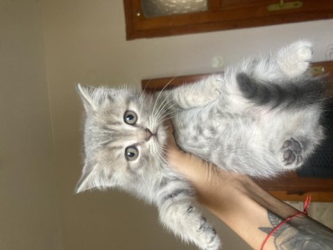 2 aylık british shorthair yavrular