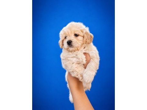 Beyaz pamuk maltipoo bebeğimiz