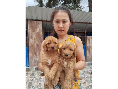 Standart poodle efsane bebekler