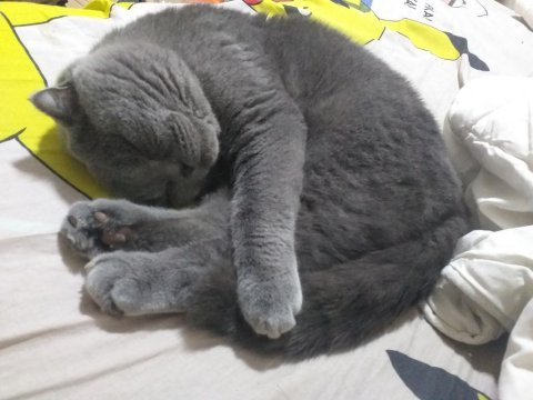 Çok uysal oyuncu scottish fold