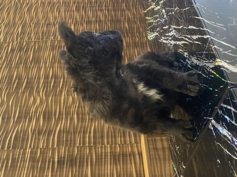 Full fluff french buldog izmir