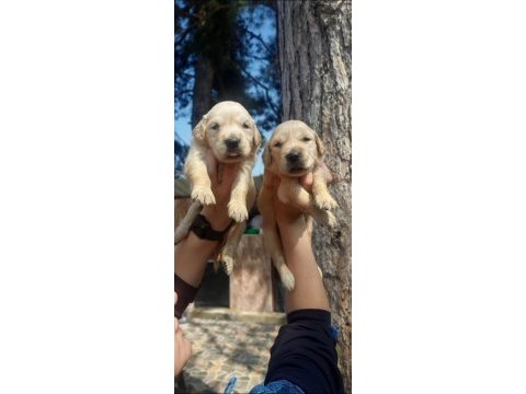 2 aylık golden retriever yavrularım