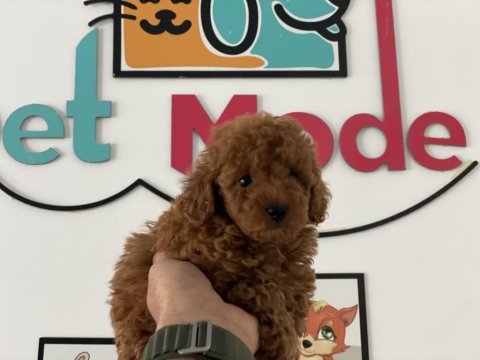 Show kalite toy poodle lar petmode köpek çiftliğinde