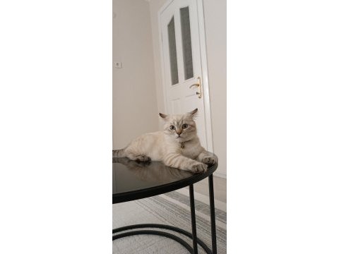 Beyaz akıllı ve çipli british longhair