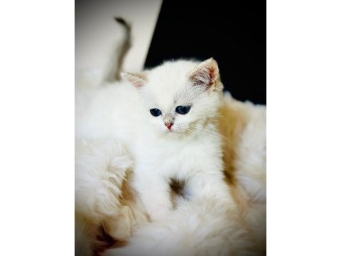 British shorthair ve longhair safkan yavrular