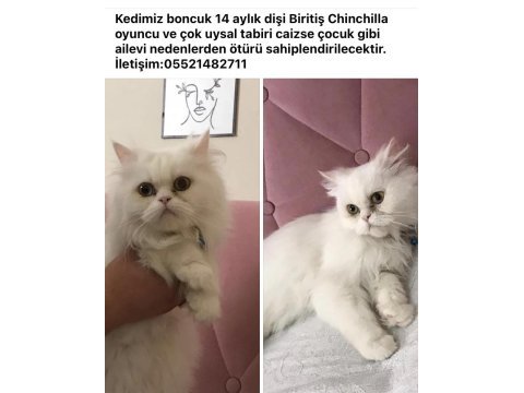 Chinchilla boncuk yeni yuvasını arıyor