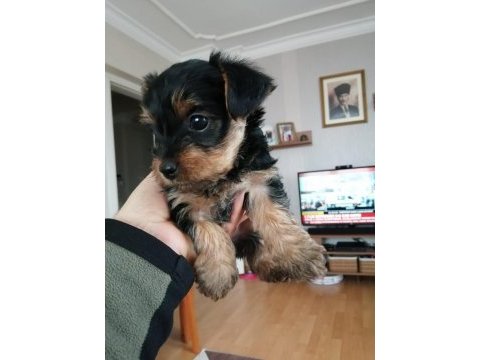 Yorkshire terrier 7 haftalık bebek