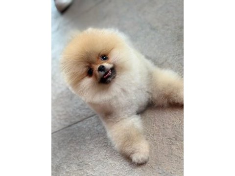 Üretim çiftliğinden efsane ayı surat pomeranian
