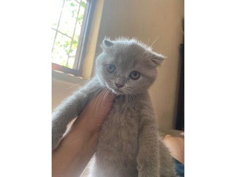Antalya scottish fold 2 dişi kedimiz