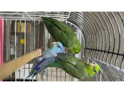 Yavru forpus papağanlar 2 erkek 1 dişi