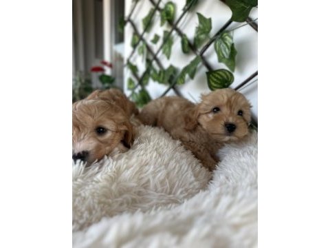 Maltipoo yavrusu köpeklerimiz