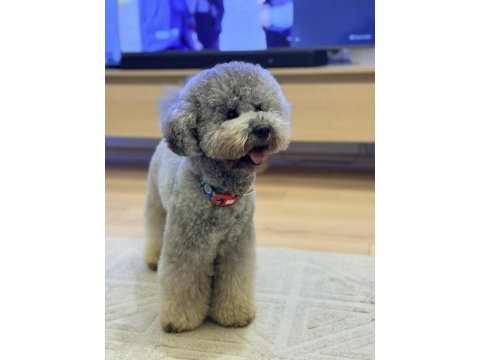Gri renk dişi poodle 2 aylık