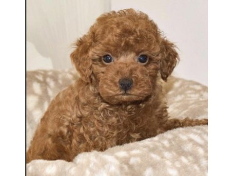 Toy poodle yavru