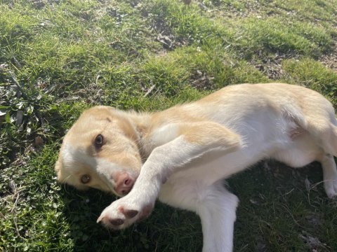 Köpeğimiz sokağa atıldı acil yuva arıyor